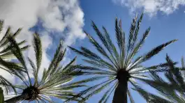 Anaheim Convention Center Palms Up!
